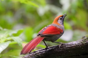 Red-tailed Laughingthrush