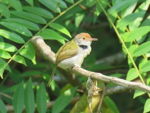 Common Tailorbird