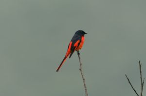 Long-tailed Minivet