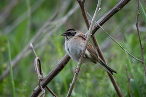 Ochre-rumped Bunting