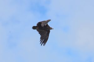 Cinereous Vulture