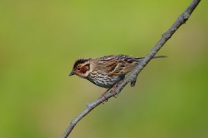 Little Bunting