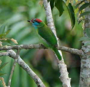 Blue-throated Barbet