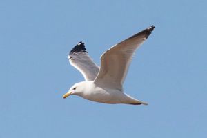 Lesser Black-backed Gull