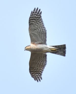 Eurasian Sparrowhawk
