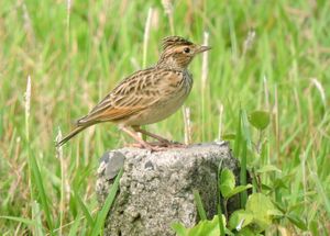 Oriental Skylark