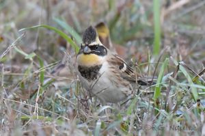 Yellow-throated Bunting