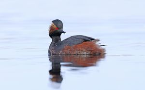 Black-necked Grebe
