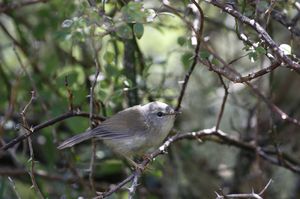Yellow-bellied Bush Warbler