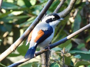 White-browed Shrike-babbler