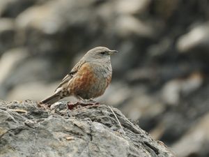 Alpine Accentor