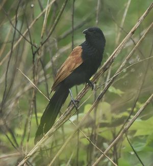 Lesser Coucal