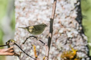 Chinese Leaf Warbler