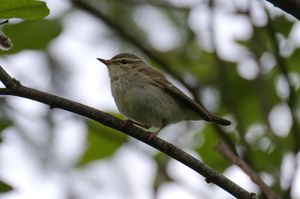 Greenish Warbler