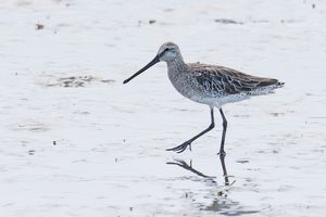 Asian Dowitcher