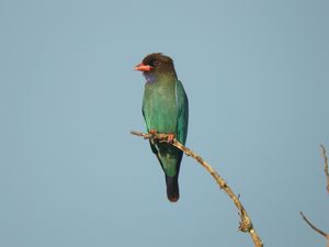 Oriental Dollarbird