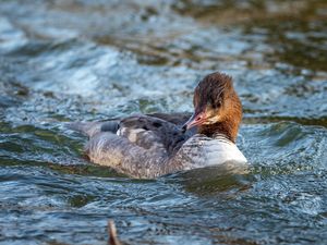 Common Merganser