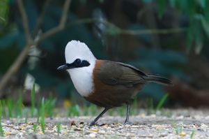 White-crested Laughingthrush
