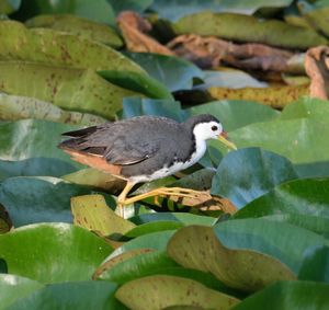 White-breasted Waterhen