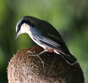 Chestnut-vented Nuthatch
