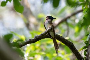 Black Paradise Flycatcher