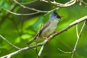 Black-chinned Yuhina