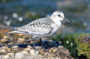 Sanderling