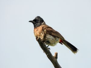 Red-vented Bulbul