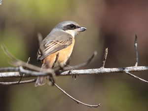 Grey-backed Shrike