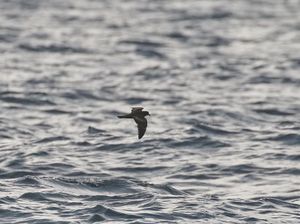 Swinhoe's Storm Petrel