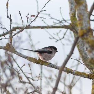 Long-tailed Tit