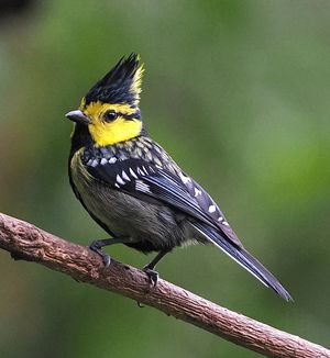 Yellow-cheeked Tit