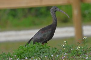 Glossy Ibis