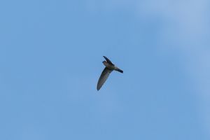 Himalayan Swiftlet