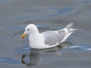 Glaucous-winged Gull