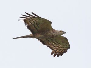 Crested Honey Buzzard
