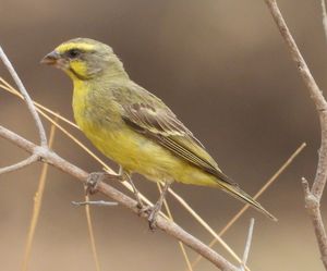 Yellow-fronted Canary
