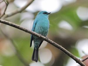 Verditer Flycatcher