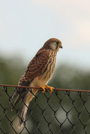 Common Kestrel