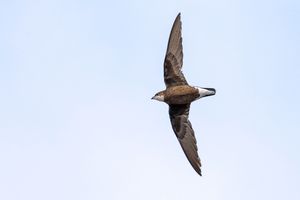 White-throated Needletail