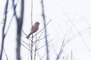Chinese Beautiful Rosefinch