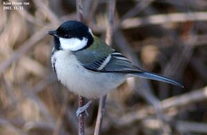 Cinereous Tit