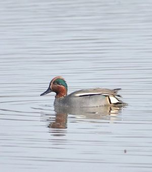 Green-winged Teal