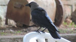 House Crow