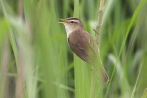 Black-browed Reed Warbler