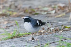 Slaty-backed Forktail
