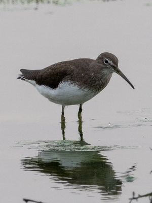 Green Sandpiper