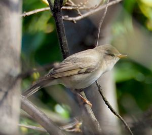 Willow Warbler