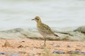 Pacific Golden Plover