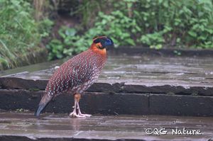 Temminck's Tragopan